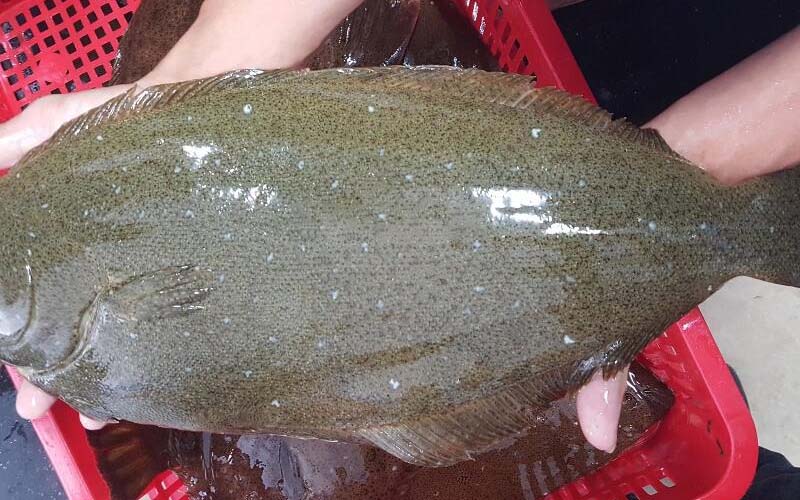 CÁ BƠN NÂU: LOÀI CÁ DA TRƠN SIÊU ĐẮT ĐỎ