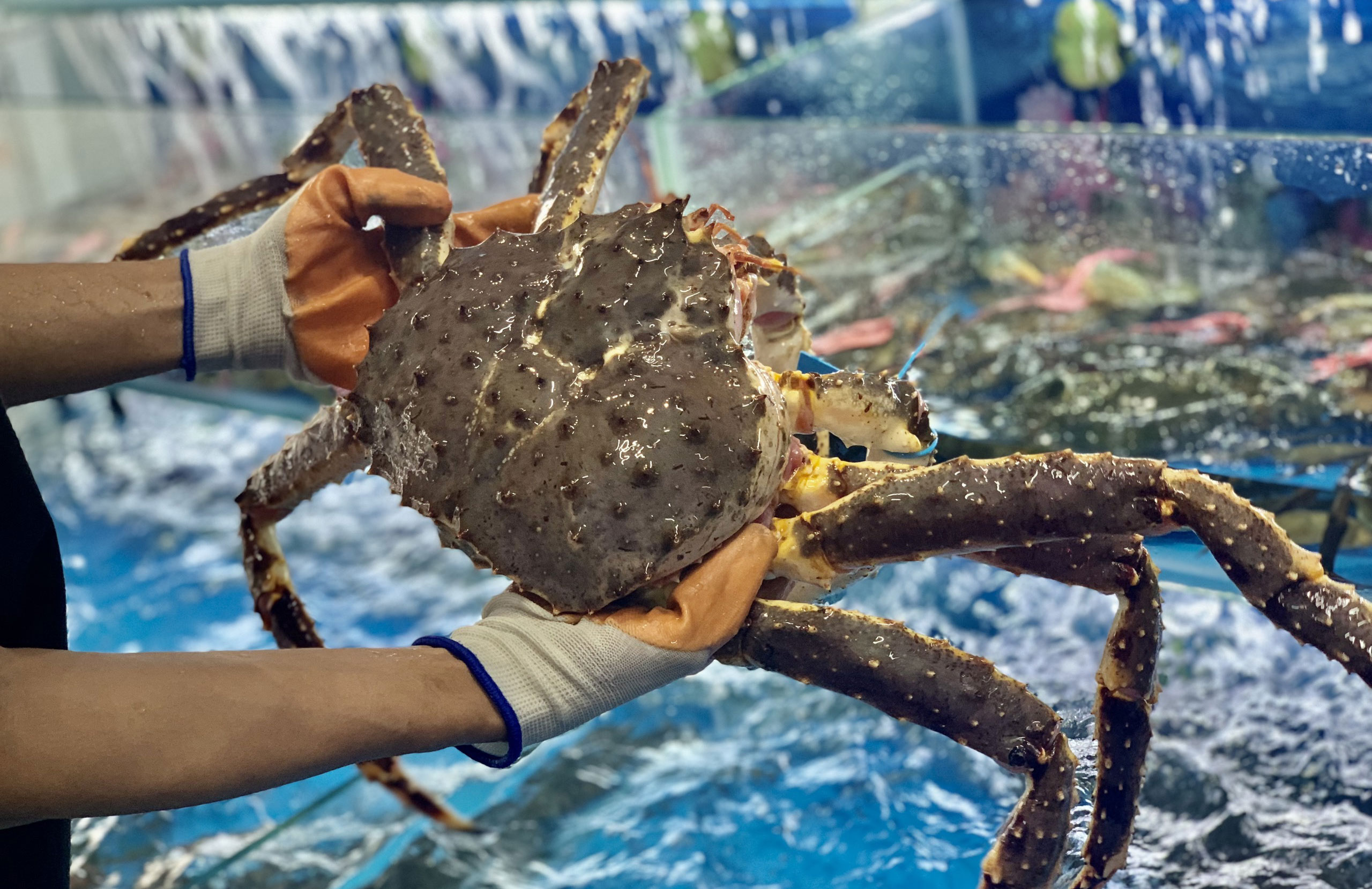 Phân biệt cua hoàng đế với cua huỳnh đế