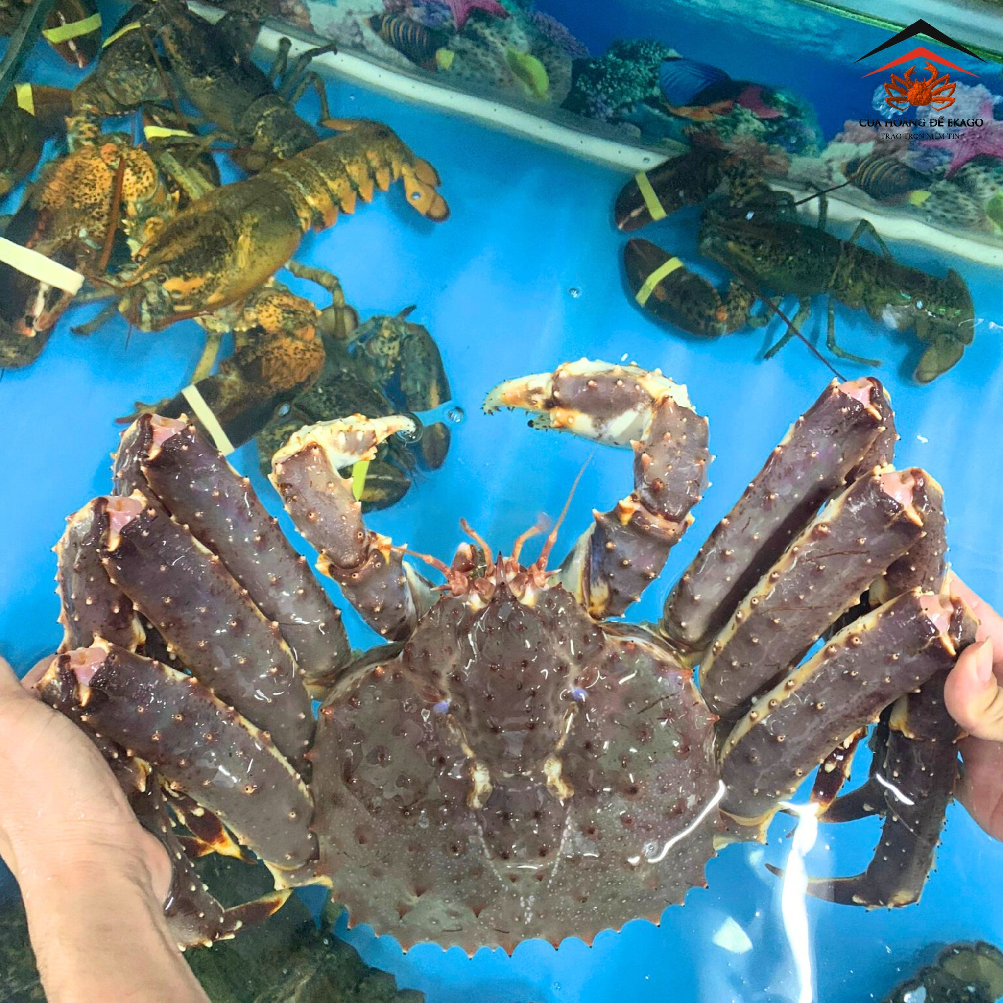 TẶNG CUA HOÀNG ĐẾ LÀM QUÀ TÂN GIA