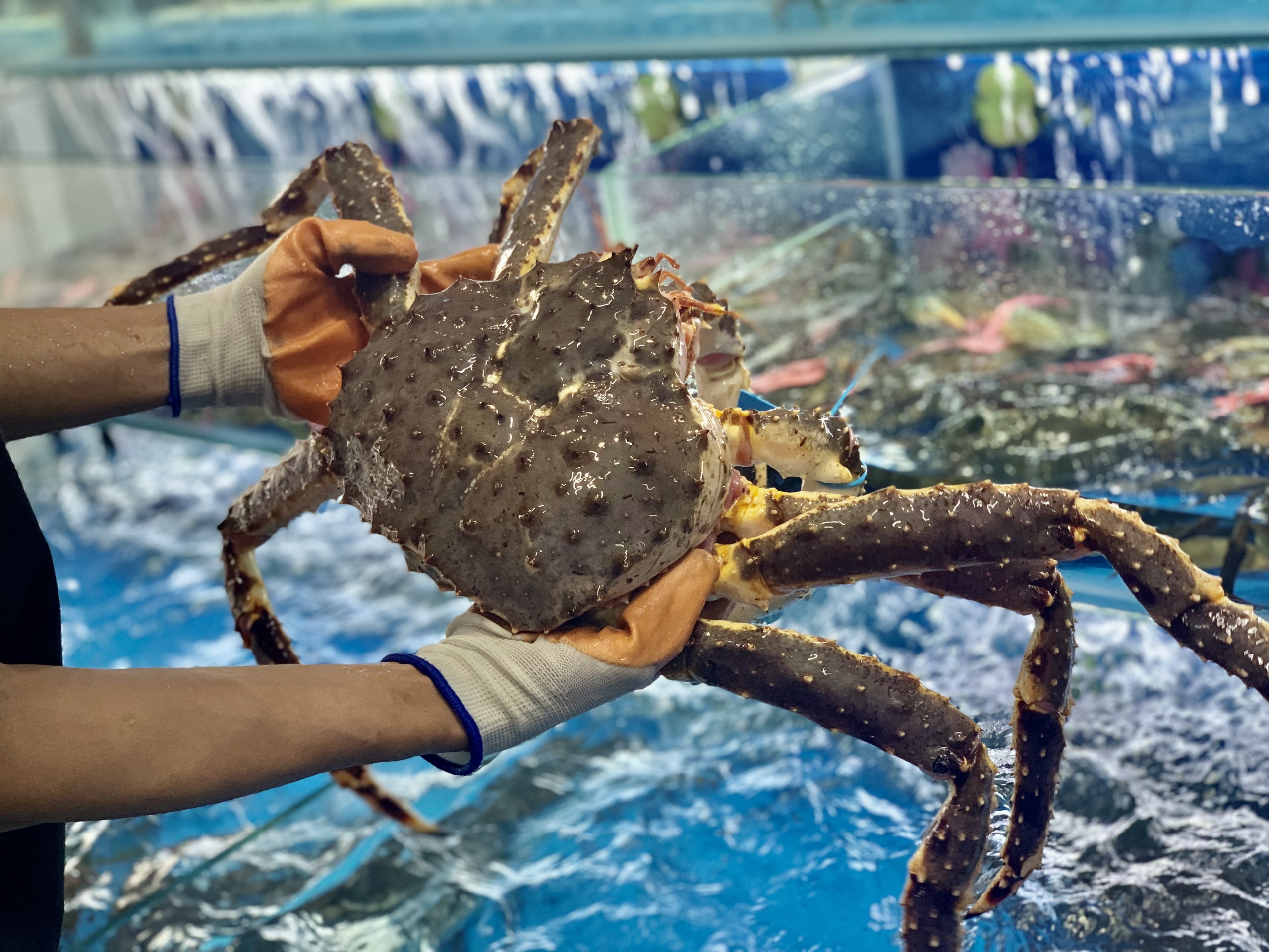 CÁCH HẤP CUA HOÀNG ĐẾ CHUẨN MASTER CHEF