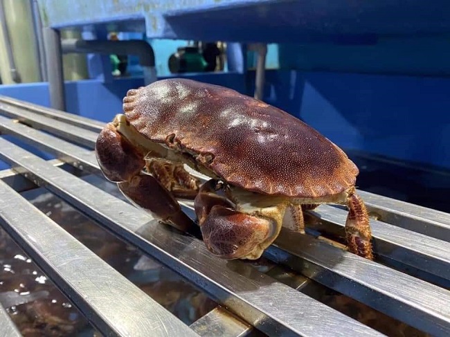 Cua Nâu Nauy Tươi Sống - Ngon Hơn Khi Ăn Cùng Rau Củ