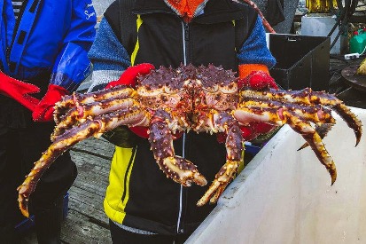 QUY ĐỊNH KHAI THÁC CUA HOÀNG ĐẾ TẠI NAUY NĂM 2023