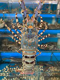 CÁCH SƠ CHẾ TÔM HÙM BÔNG ĐÚNG CÁCH