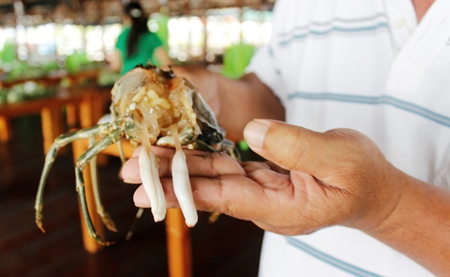 XÔN XAO CHUYỆN TÔM HÙM CÓ VẬT THỂ LẠ Ở ĐẦU...NHƯ CAO SU