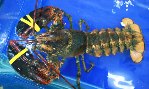 TẠI SAO EKAGO NHẬP KHẨU TÔM HÙM TỪ CANADA