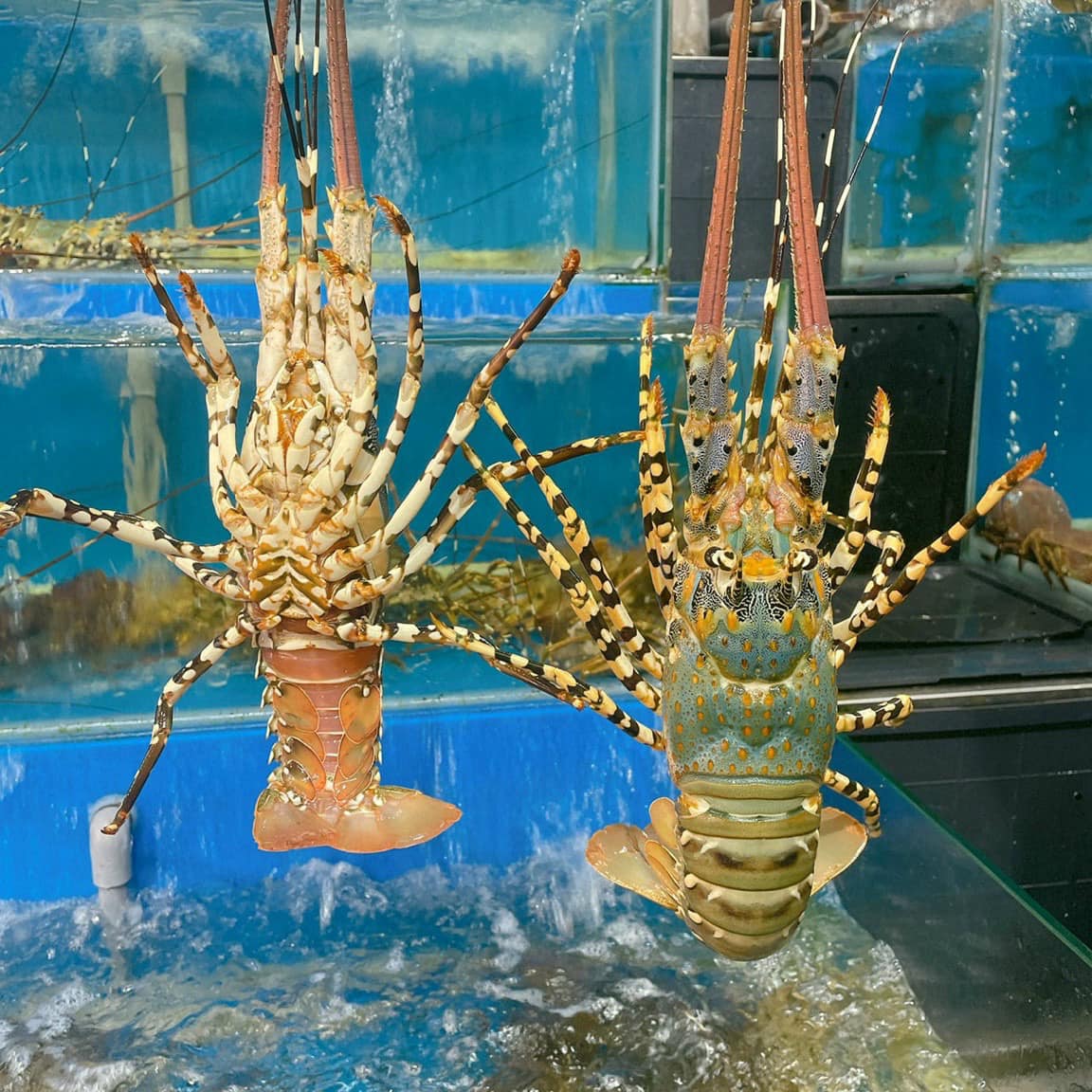 Sự thật về tôm hùm Việt: Sản lượng 100.000 tấn