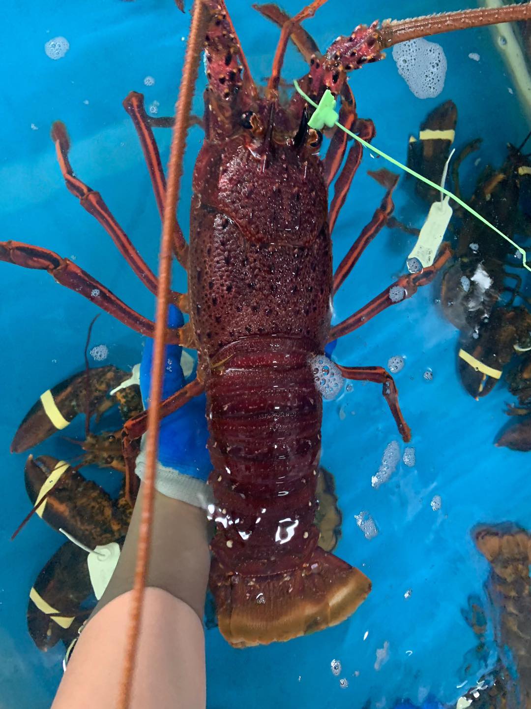 SO SÁNH TÔM HÙM TÂY ÚC VÀ NAM ÚC