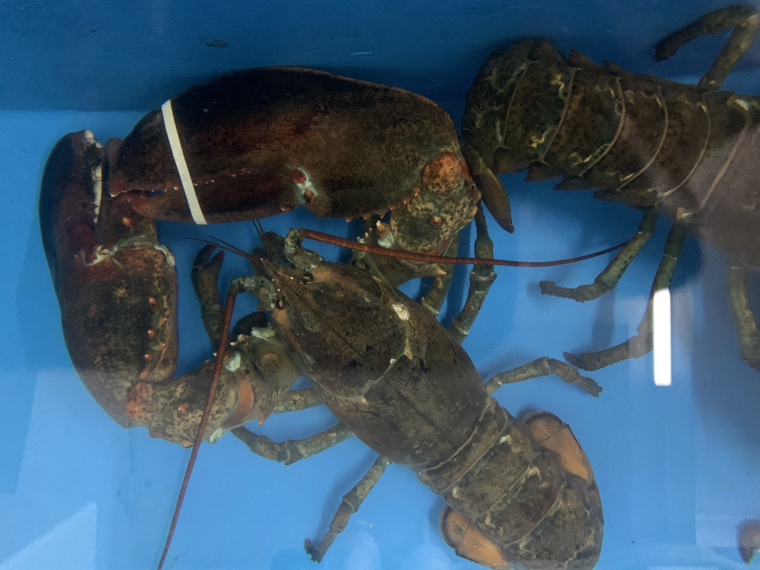 SO SÁNH TÔM HÙM NỘI VÀ NGOẠI NHẬP?