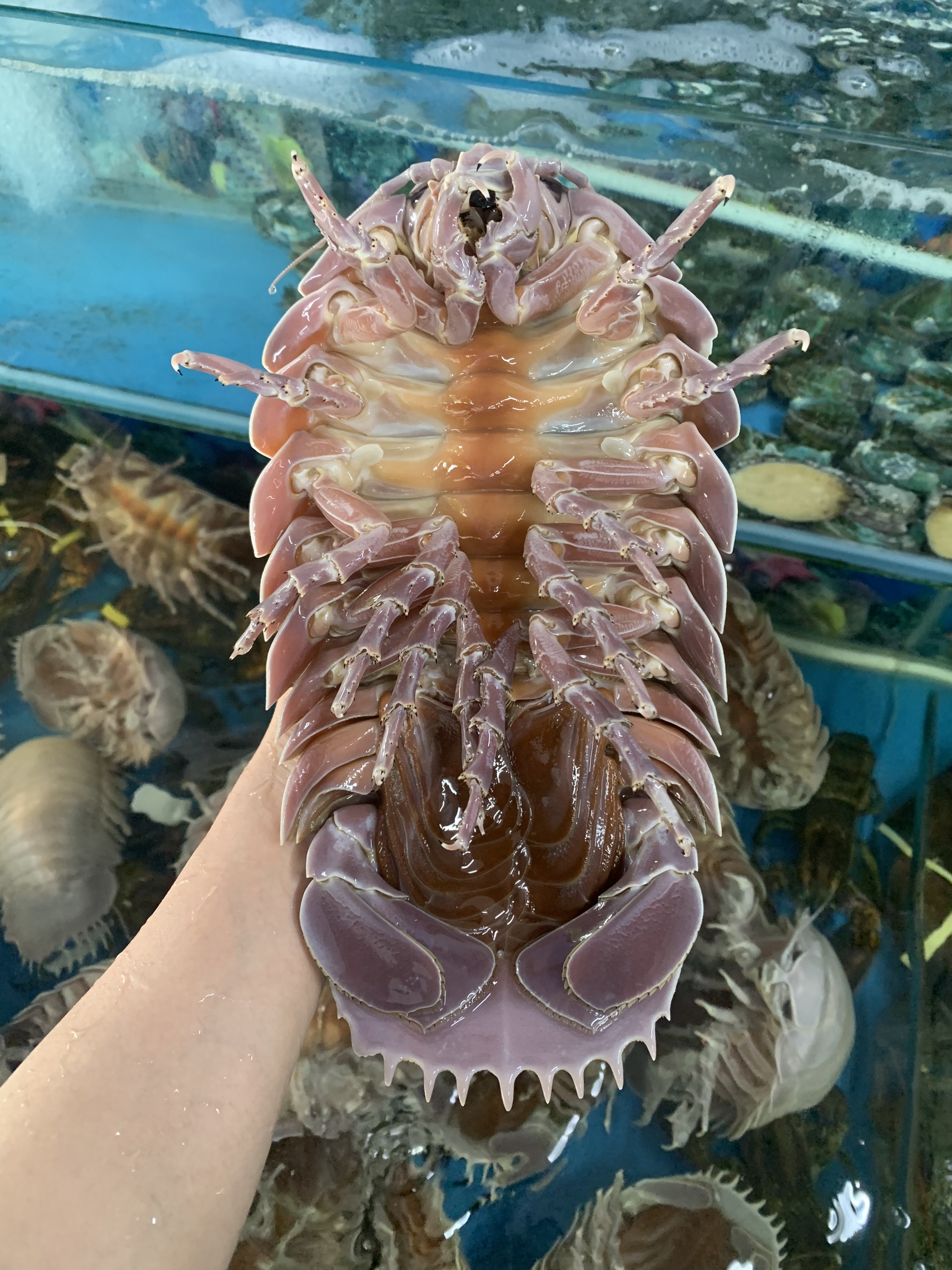 HÀM LƯỢNG DINH DƯỠNG CỦA ĐẶC SẢN BỌ BIỂN