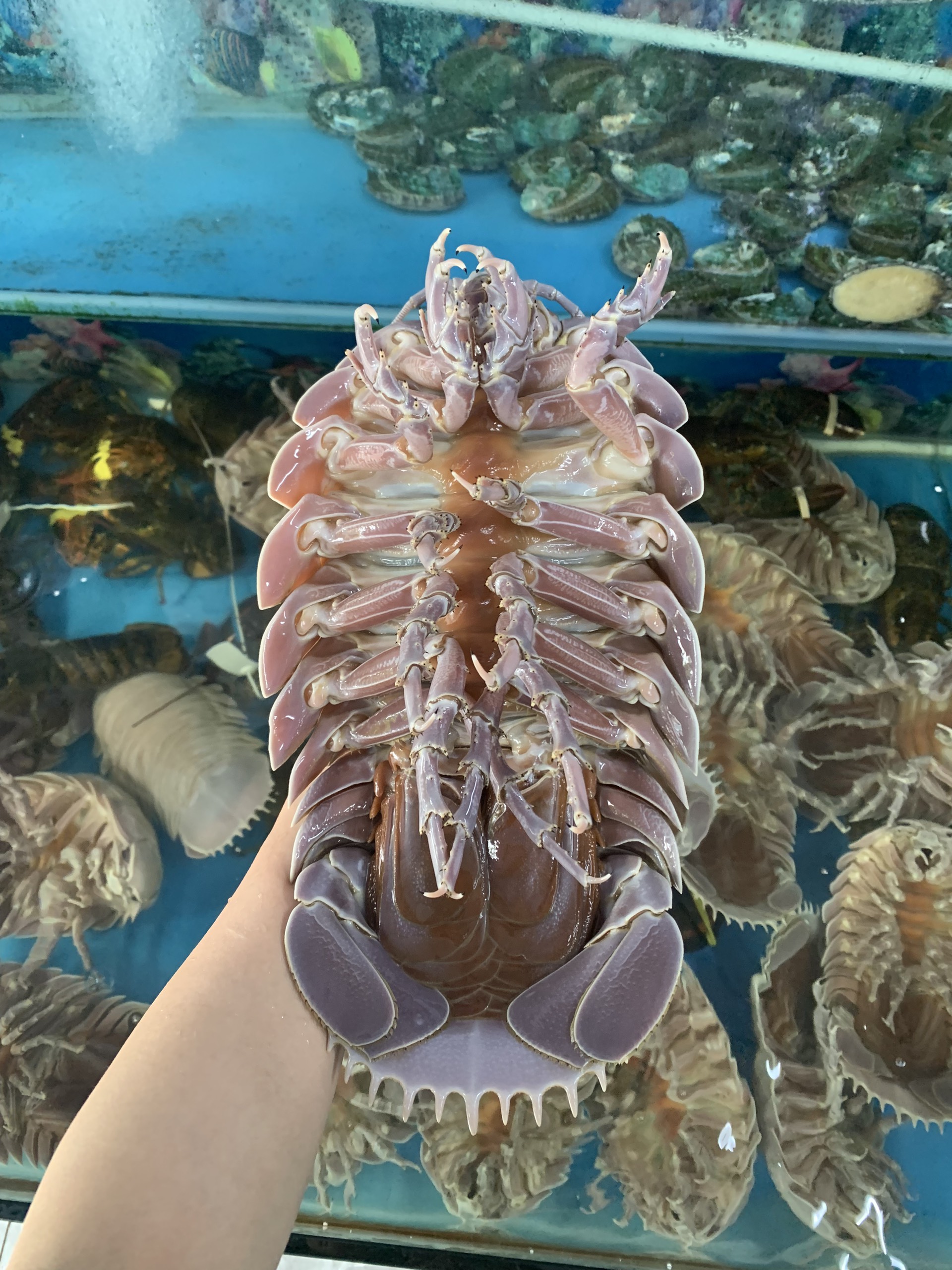 BỌ BIỂN- GIÁN BIỂN KHỔNG LỒ CÓ VỊ THẾ NÀO?