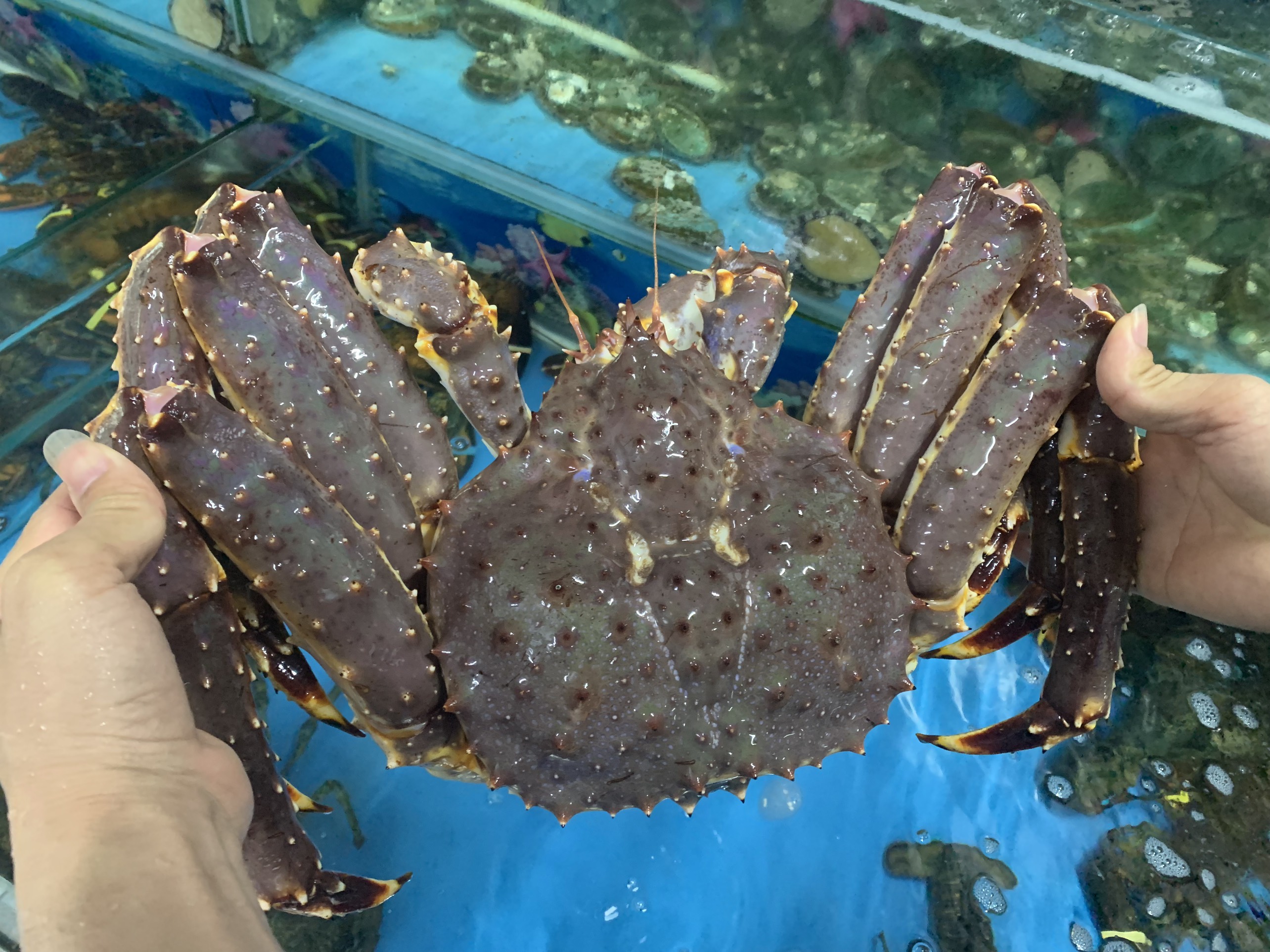 Cua Hoàng Đế – Món Ngon Sang Chảnh Bậc Nhất