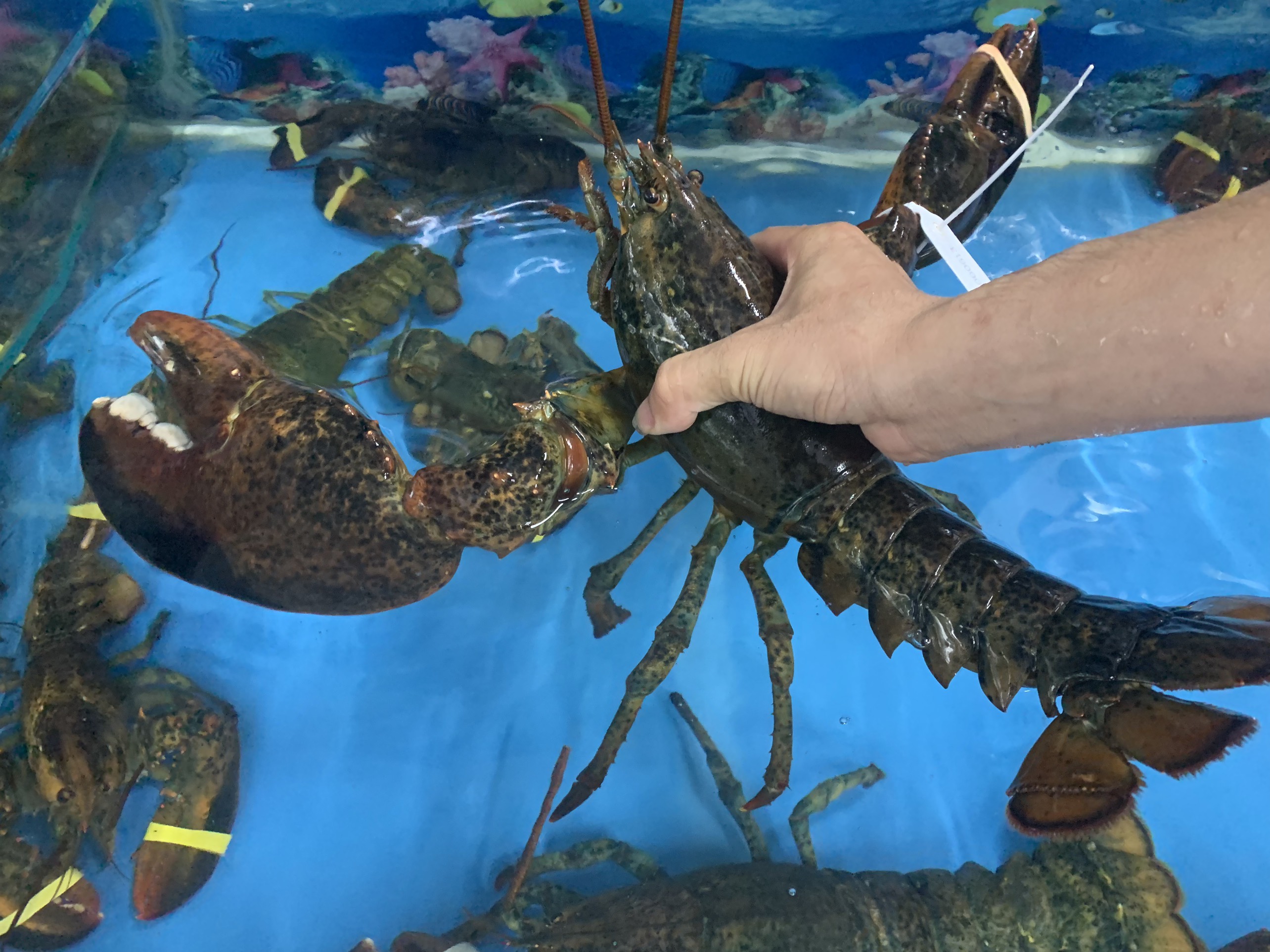 MÁCH BẠN CÁCH SƠ CHẾ TÔM HÙM SỐNG