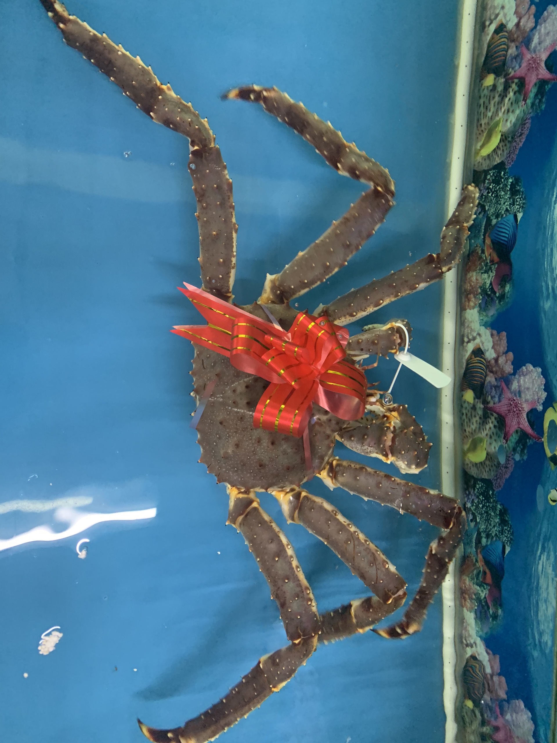 GIÁ CUA KING CRAB KHI VÀO CHÍNH VỤ LÀ BAO NHIÊU?