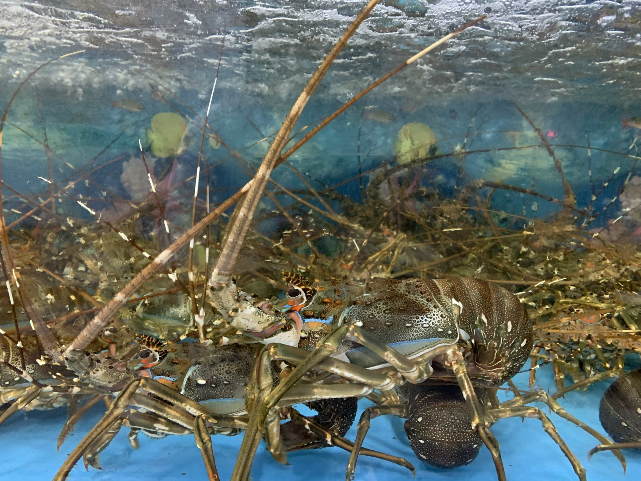 TÔM HÙM XANH – ĐẶC SẢN BIỂN VIỆT CHỈ HƠN 500K/CON