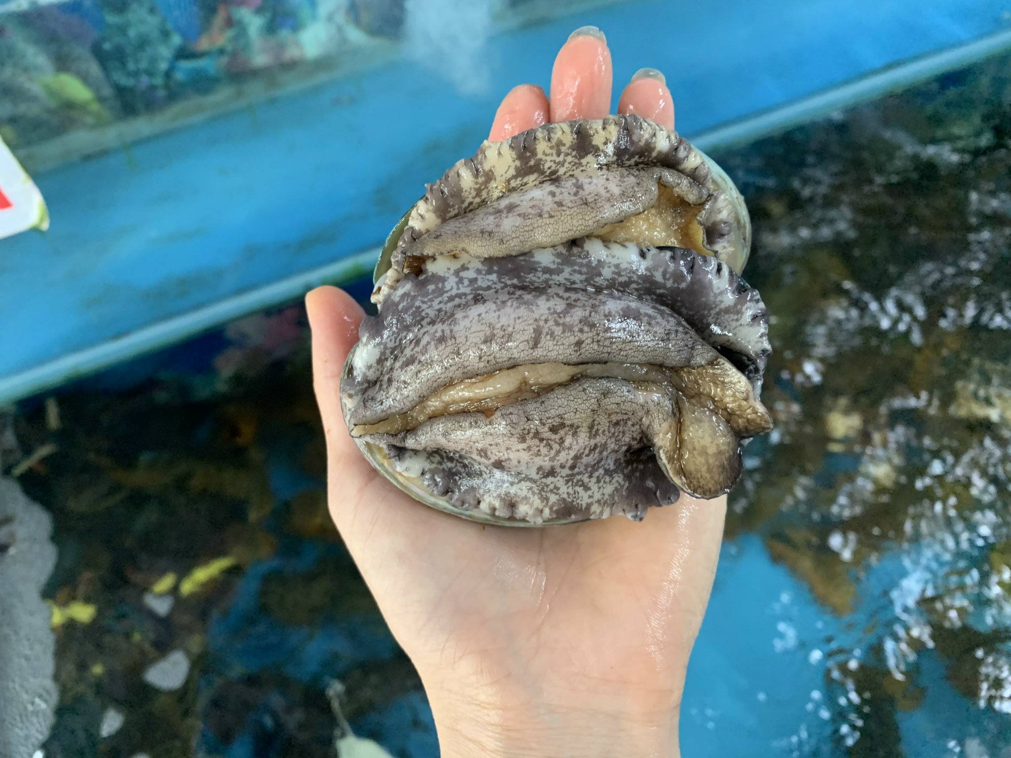 BÀO NGƯ HẤP BAO NHIÊU PHÚT THÌ NGON?