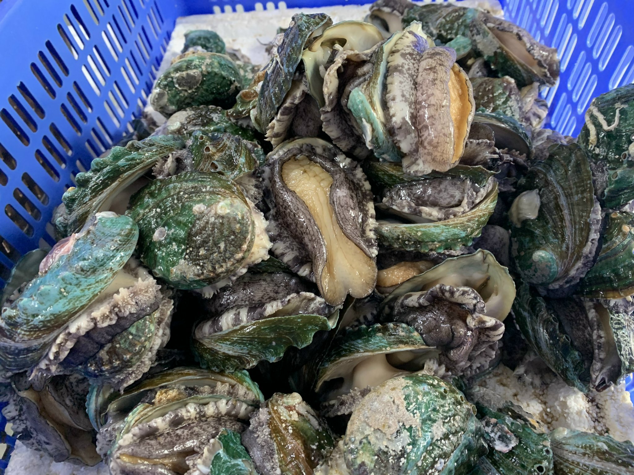 CÁCH BẢO QUẢN BÀO NGƯ KHI CHƯA ĂN – GIỮ NGUYÊN ĐỘ TƯƠI NGON NHƯ VỪA MUA