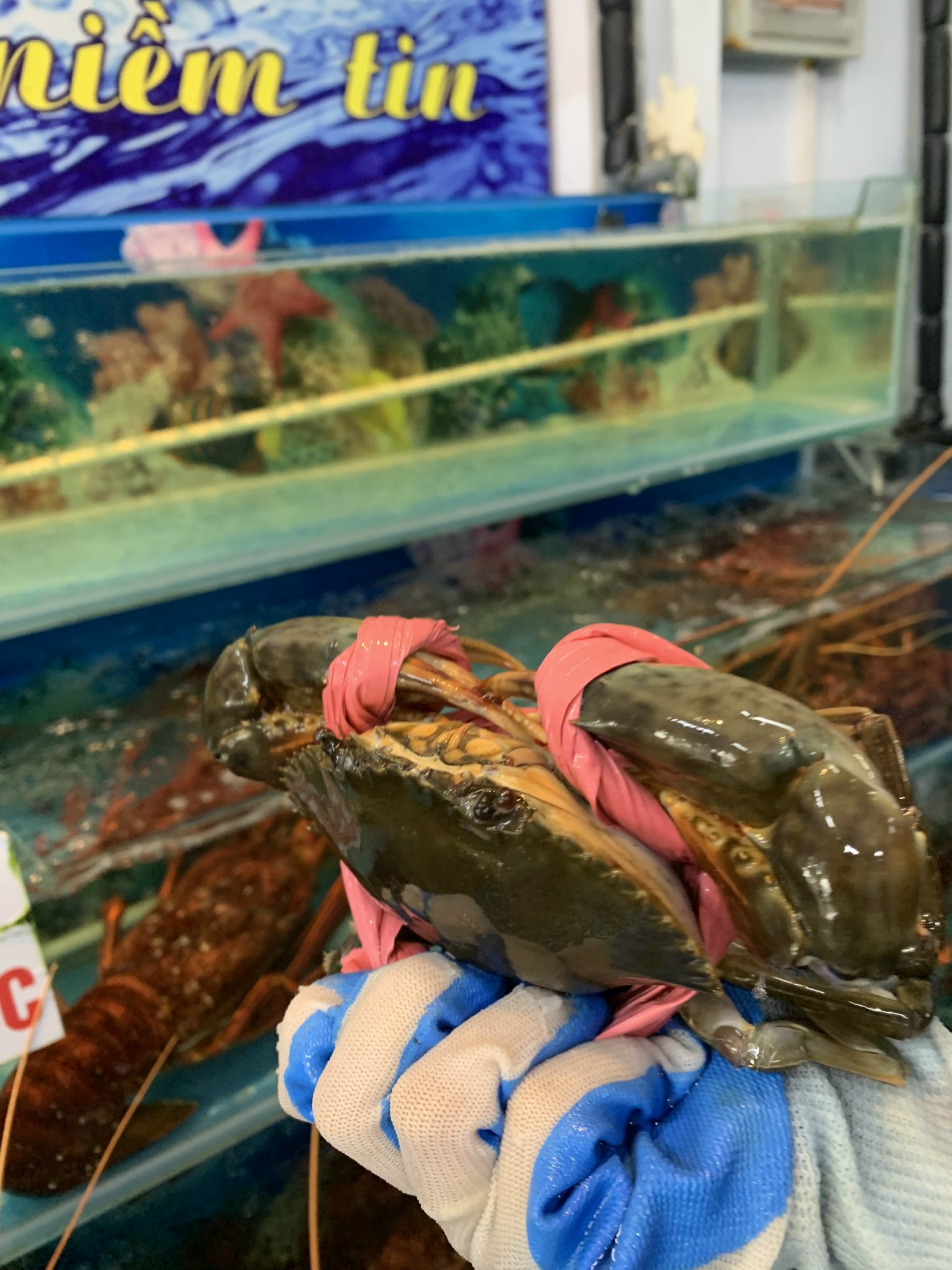 Mua cua Cà Mau online có đảm bảo tươi sống không? Cua Cà Mau sống được mấy ngày khi vận chuyển?