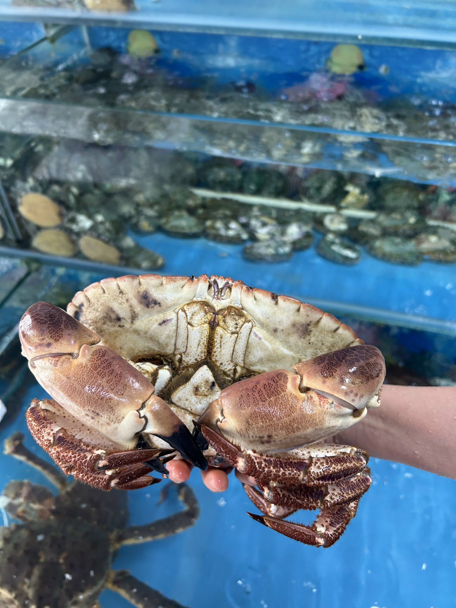 Cua Nâu Nauy – Giảm Sốc Chào Hè, Chỉ 790K/kg Tại Ekago.vn