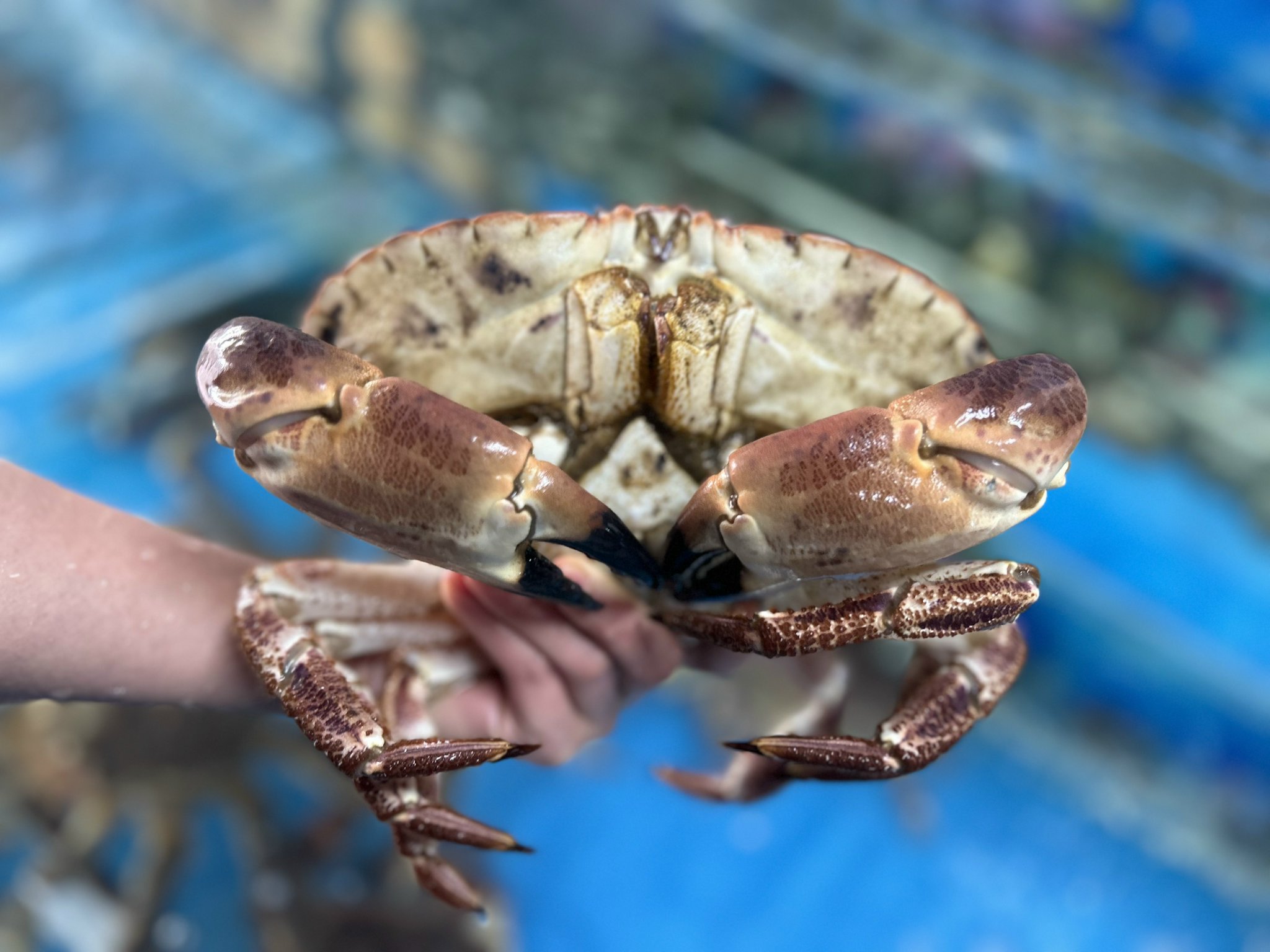 Cua Nâu Nauy - Đặc Sản Ít Ai Biết Từ Vùng Biển Lạnh Na Uy