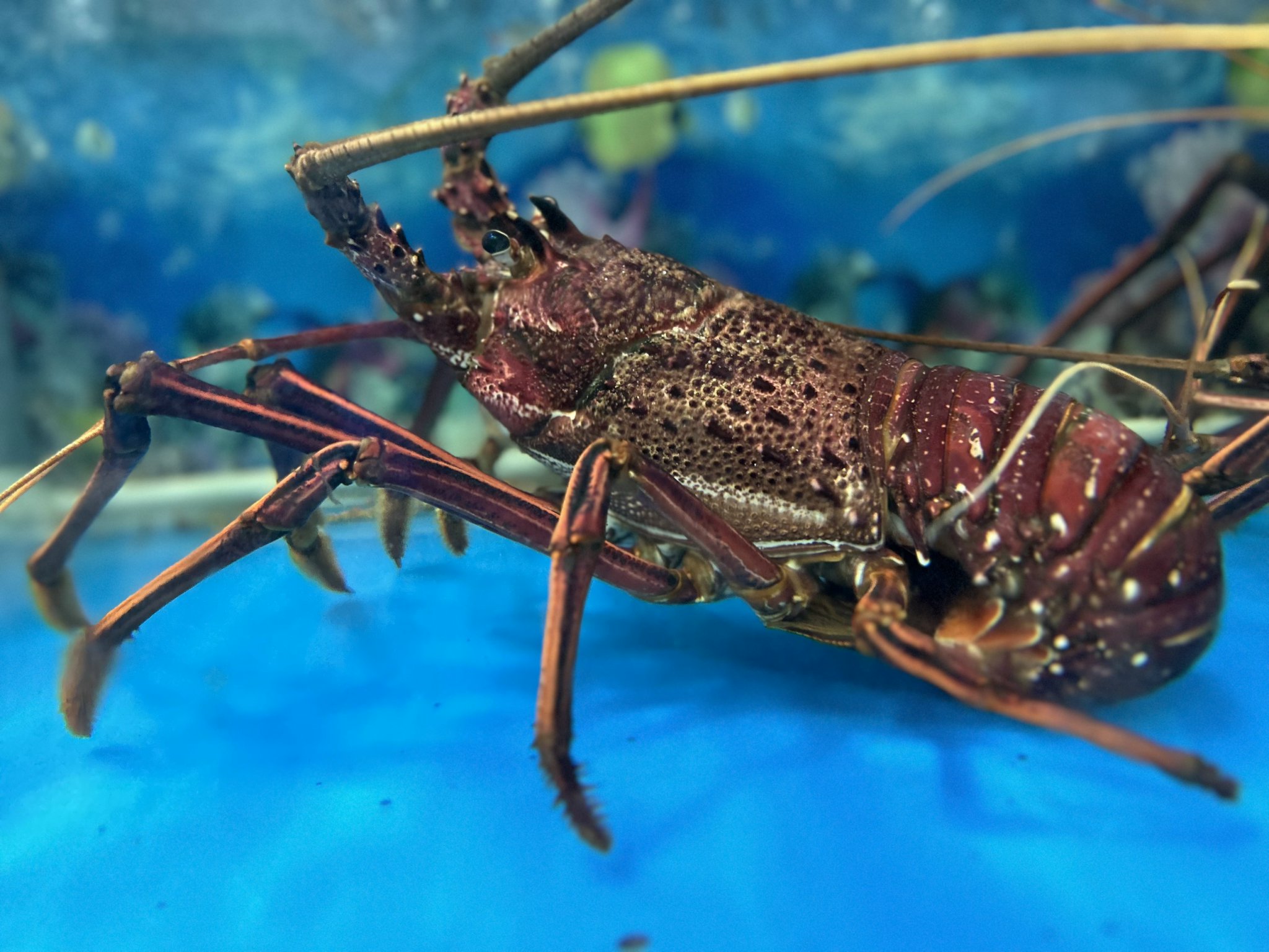 GIỚI SIÊU GIÀU SĂN ĐÓN TÔM HÙM ÚC DỊP NOEL