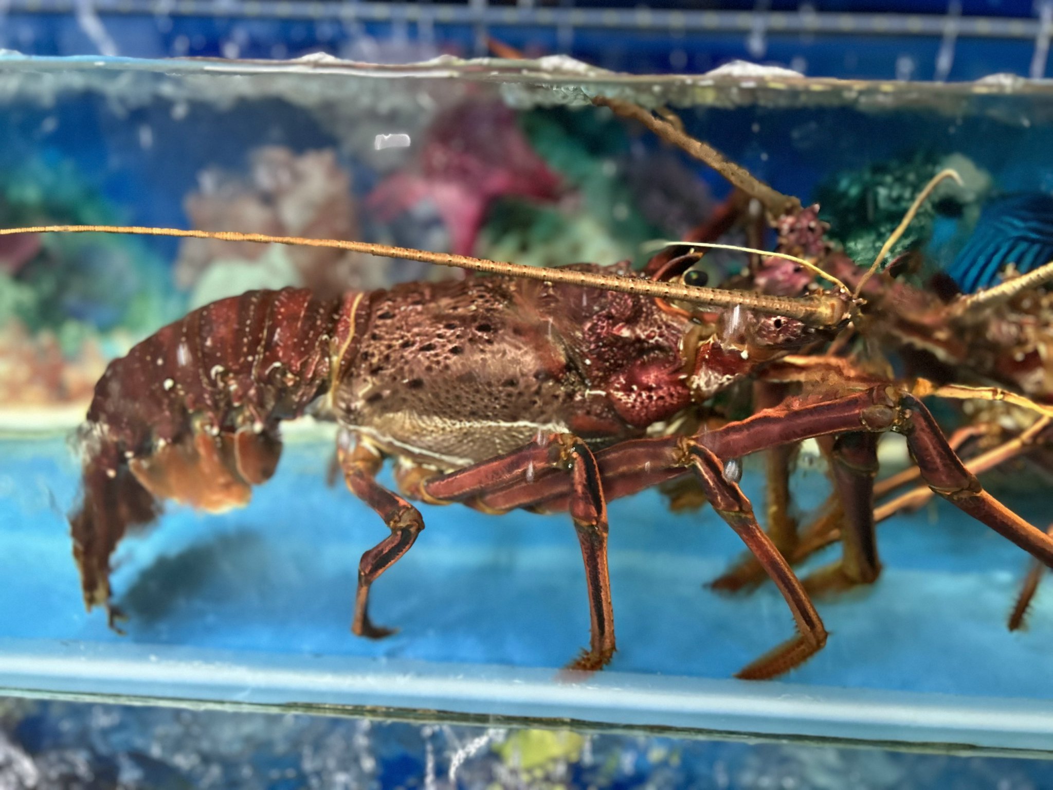 GIỚI THƯỢNG LƯU LUÔN THÍCH TÔM HÙM ÚC TẠI SAO?