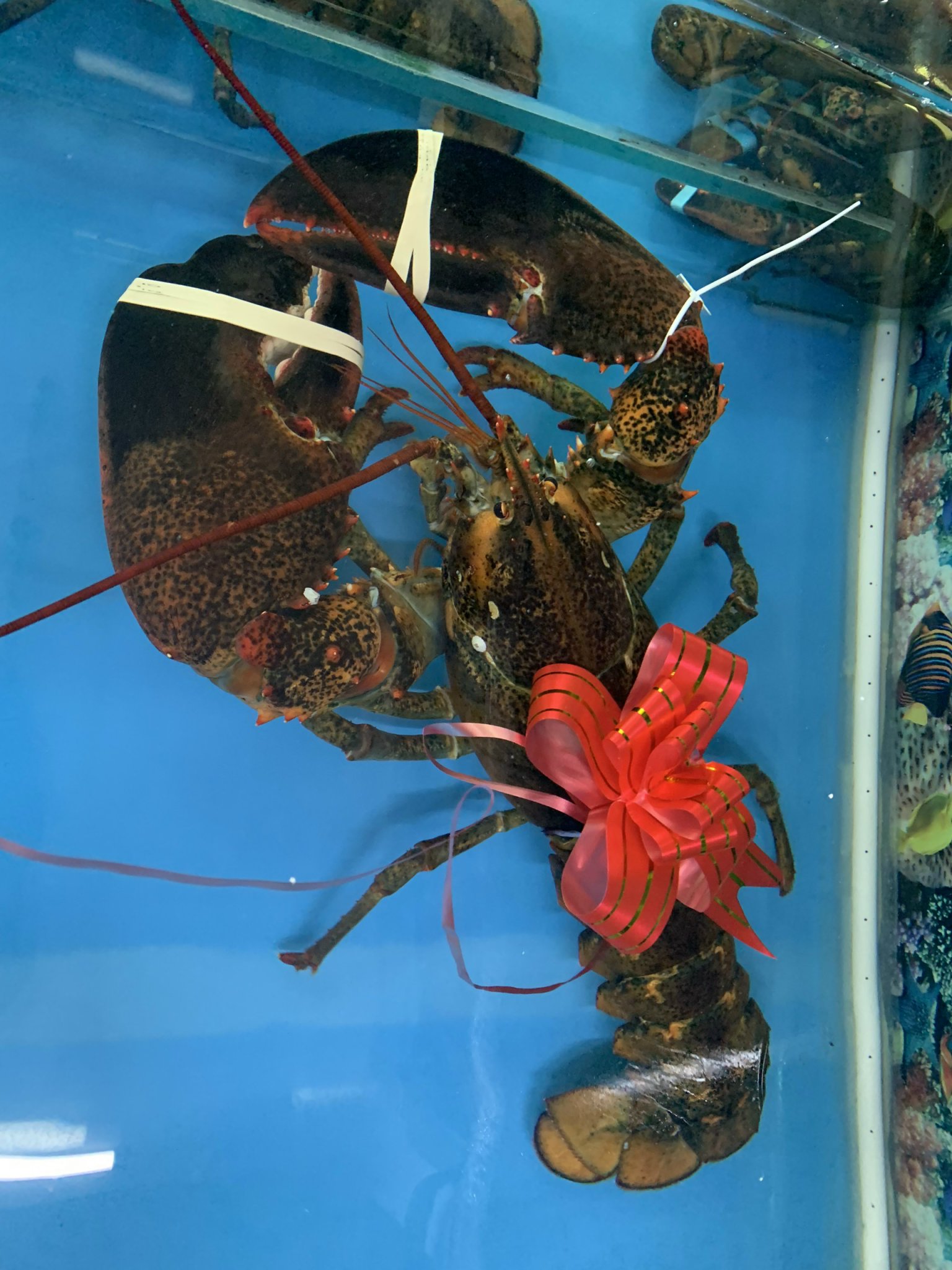 SO SÁNH TÔM HÙM ALASKA VÀ TÔM HÙM VIỆT NAM – ĐÂU LÀ LỰA CHỌN XỨNG TẦM CHO MÓN QUÀ VU LAN?