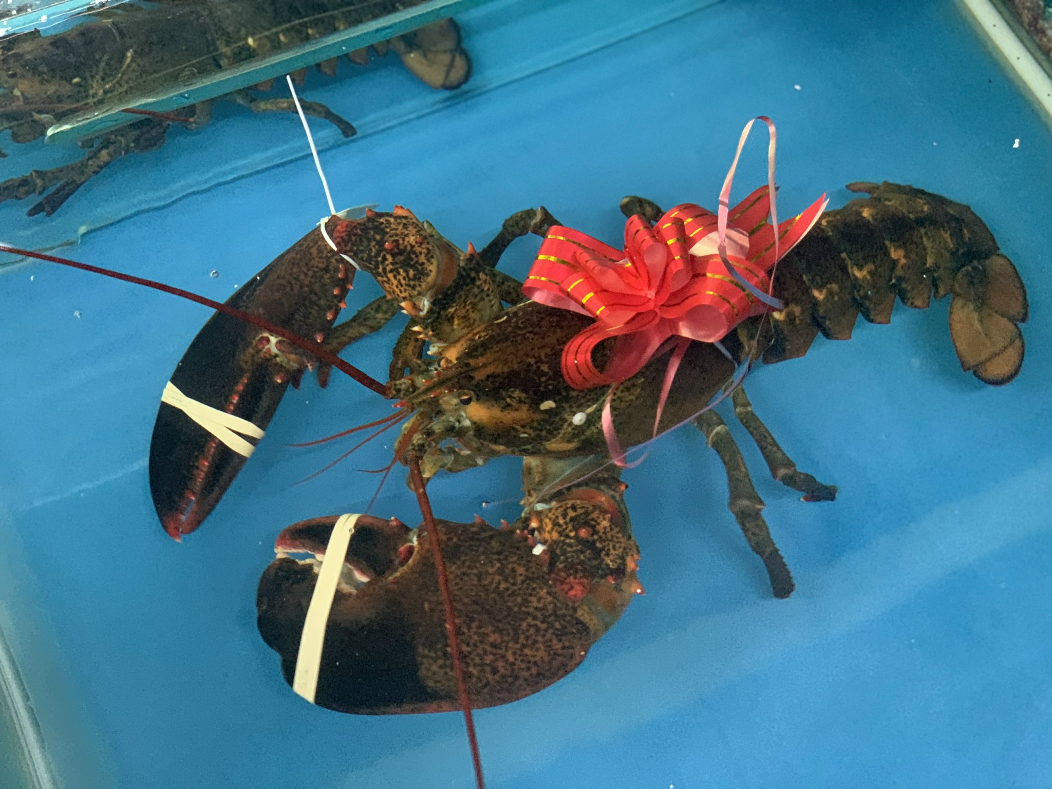 TÔM HÙM CANADA: MÓN QUÀ SANG TRỌNG TRONG MỌI DỊP