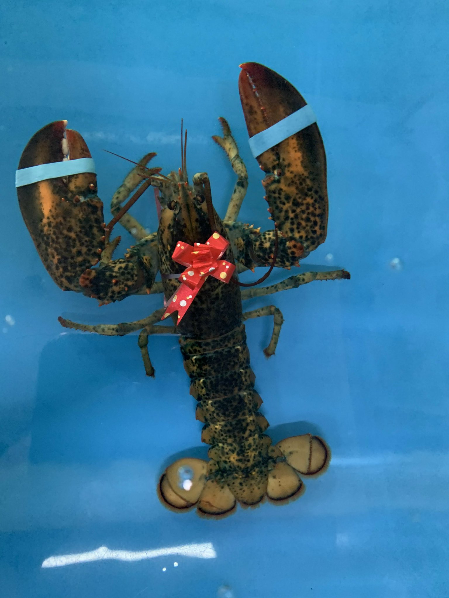 So Sánh Tôm Hùm Bông Và Tôm Hùm Alaska – Nên Chọn Loại Nào?