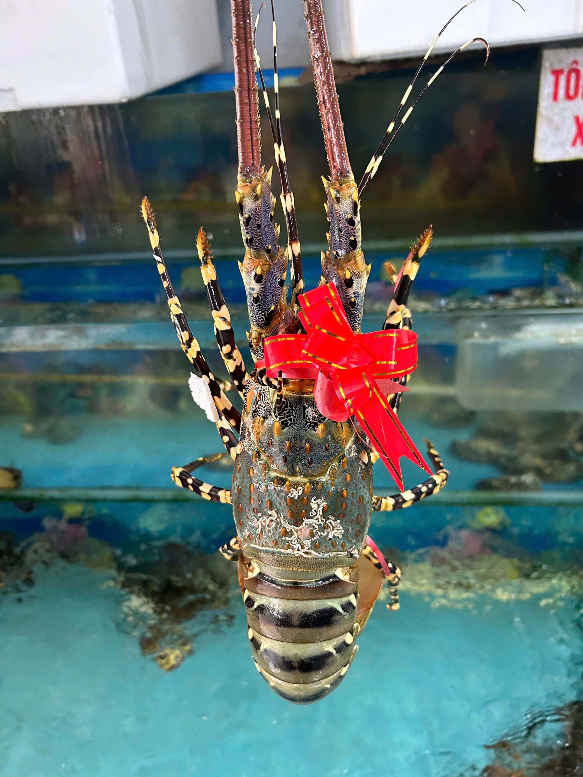 TÔM HÙM BÔNG GIẢM RẺ NHẤT NĂM ĐÓN GIÁNG SINH 2024