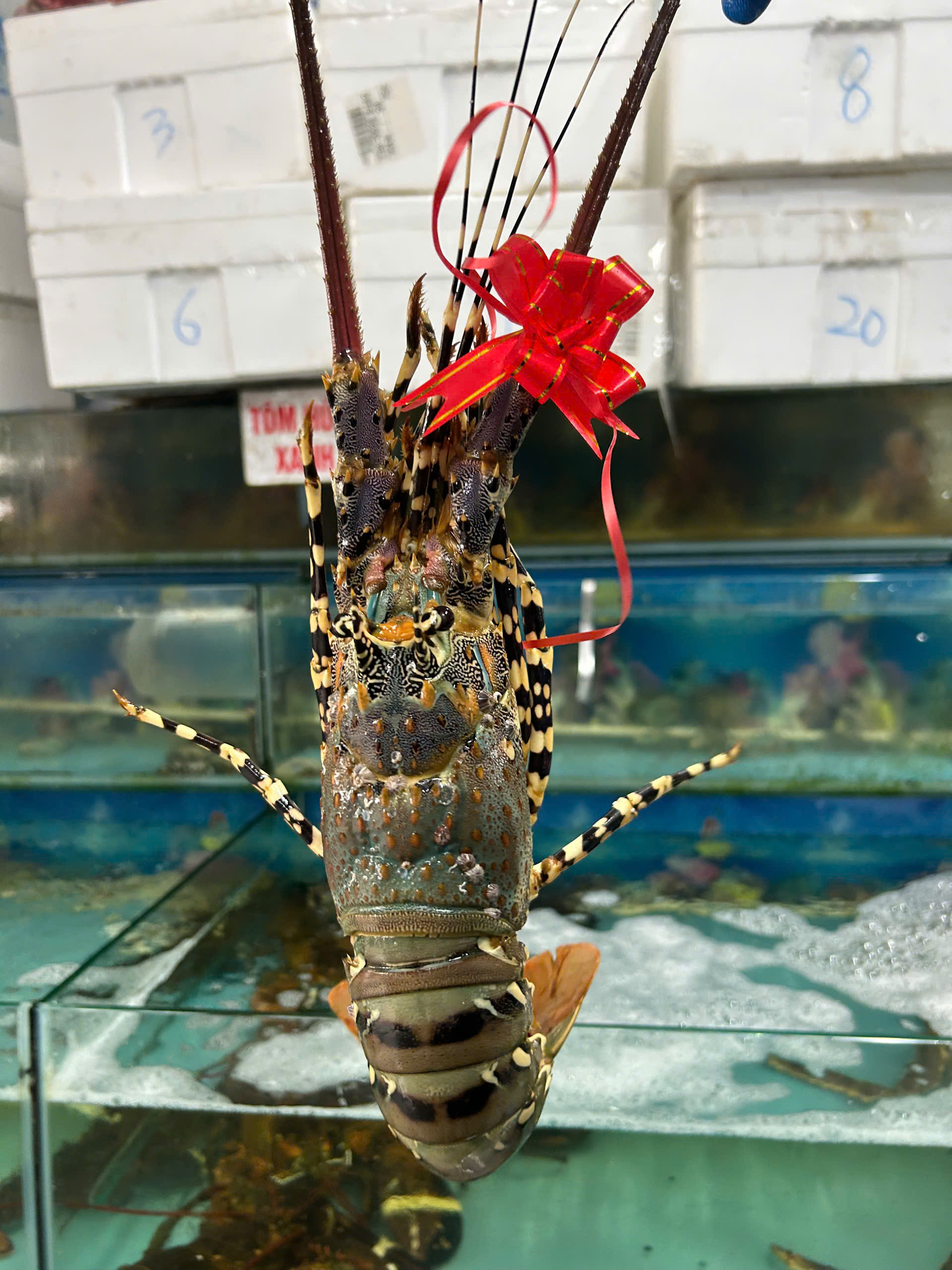 Tôm Hùm Bông: Hành Trình Từ Biển Sâu Lên Bàn Tiệc