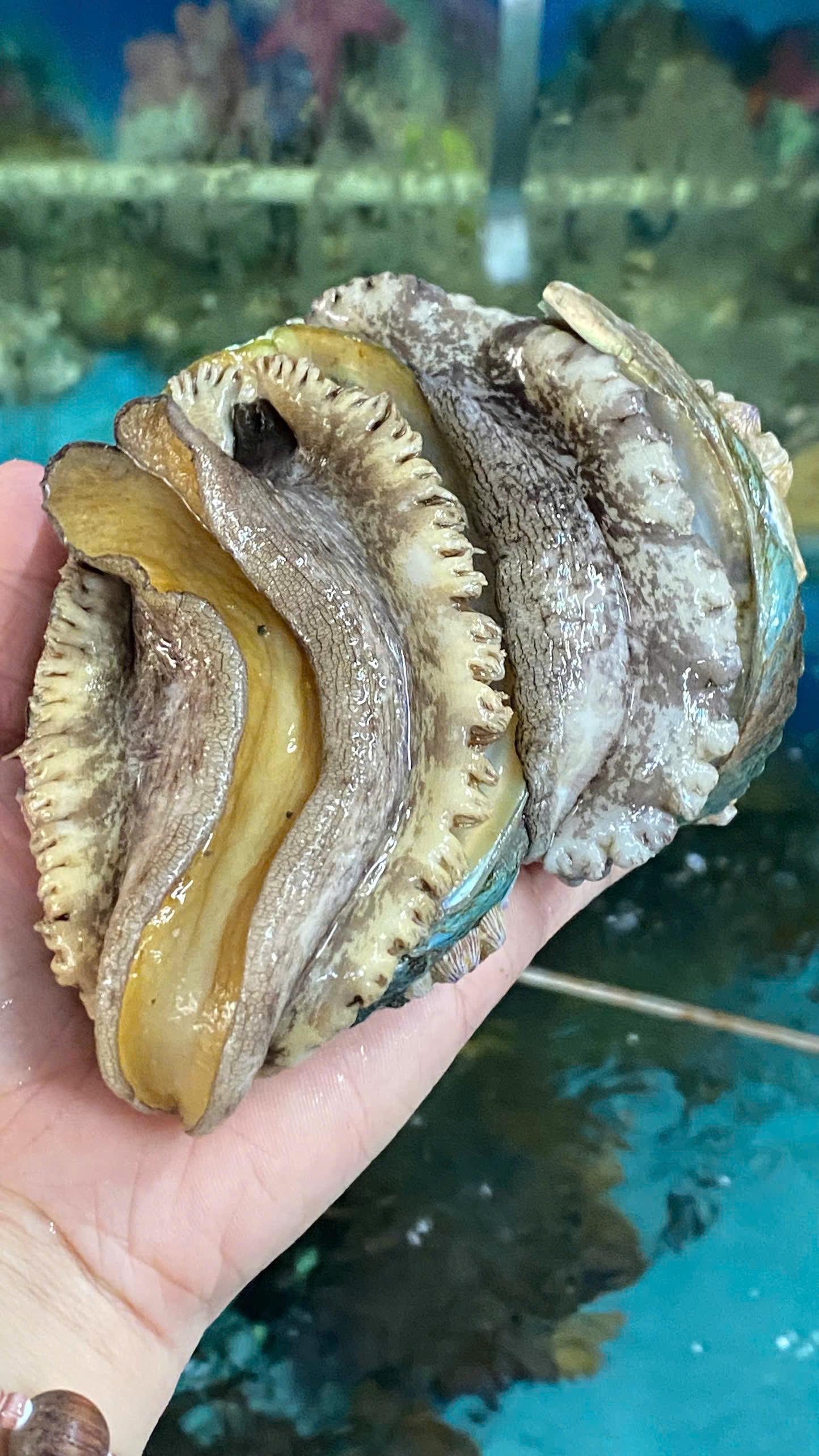 NĂM MỚI CÁT TƯỜNG – TẨM BỔ CÙNG BÀO NGƯ HÀN QUỐC CAO CẤP