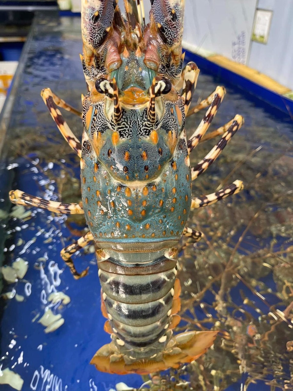 08/03 MUA TÔM HÙM BÔNG Ở ĐÂU CHẤT LƯỢNG?