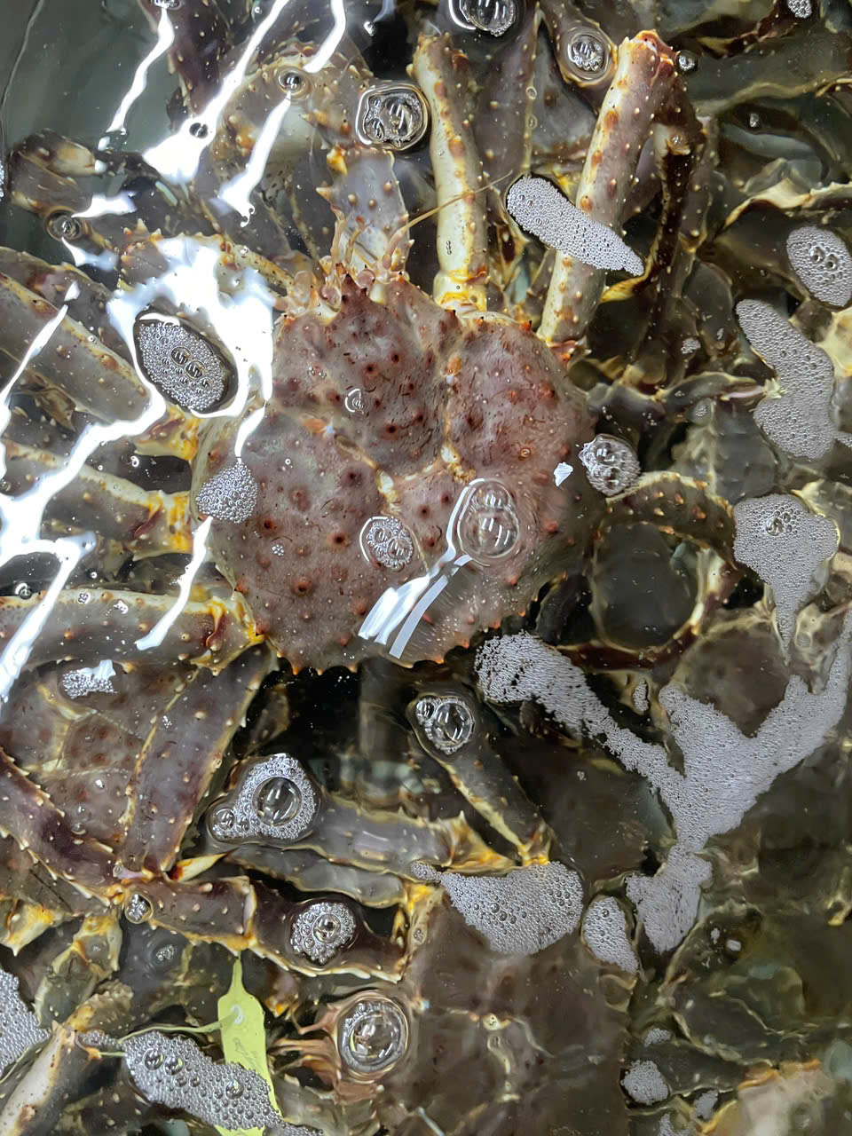 Tôm hùm Canada với cua hoàng đế – Nên chọn món nào dịp 30/4?