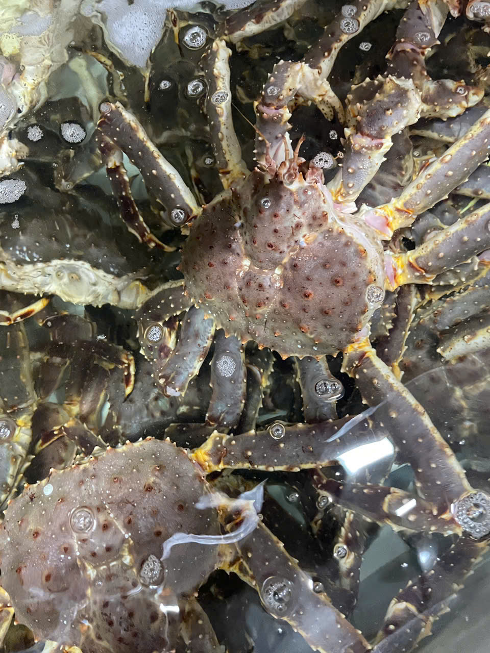 TÔM HÙM ALASKA – MÓN QUÀ ĐẮT GIÁ GỬI TRỌN YÊU THƯƠNG MÙA VU LAN