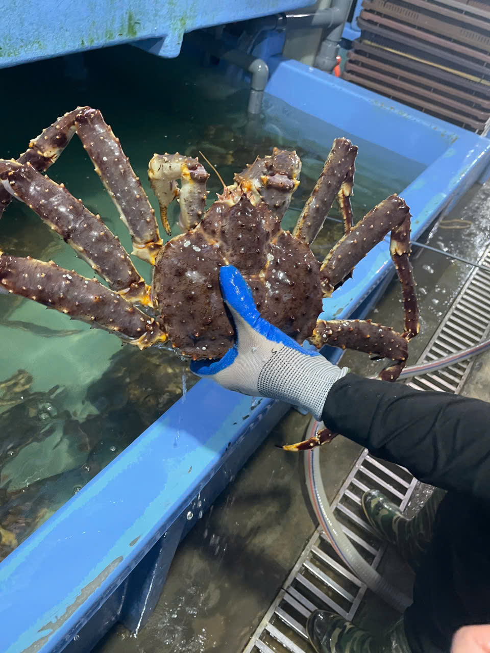 MẸO CHẾ BIẾN CUA HOÀNG ĐẾ ĐÚNG CÁCH CHUẨN NHÀ HÀNG