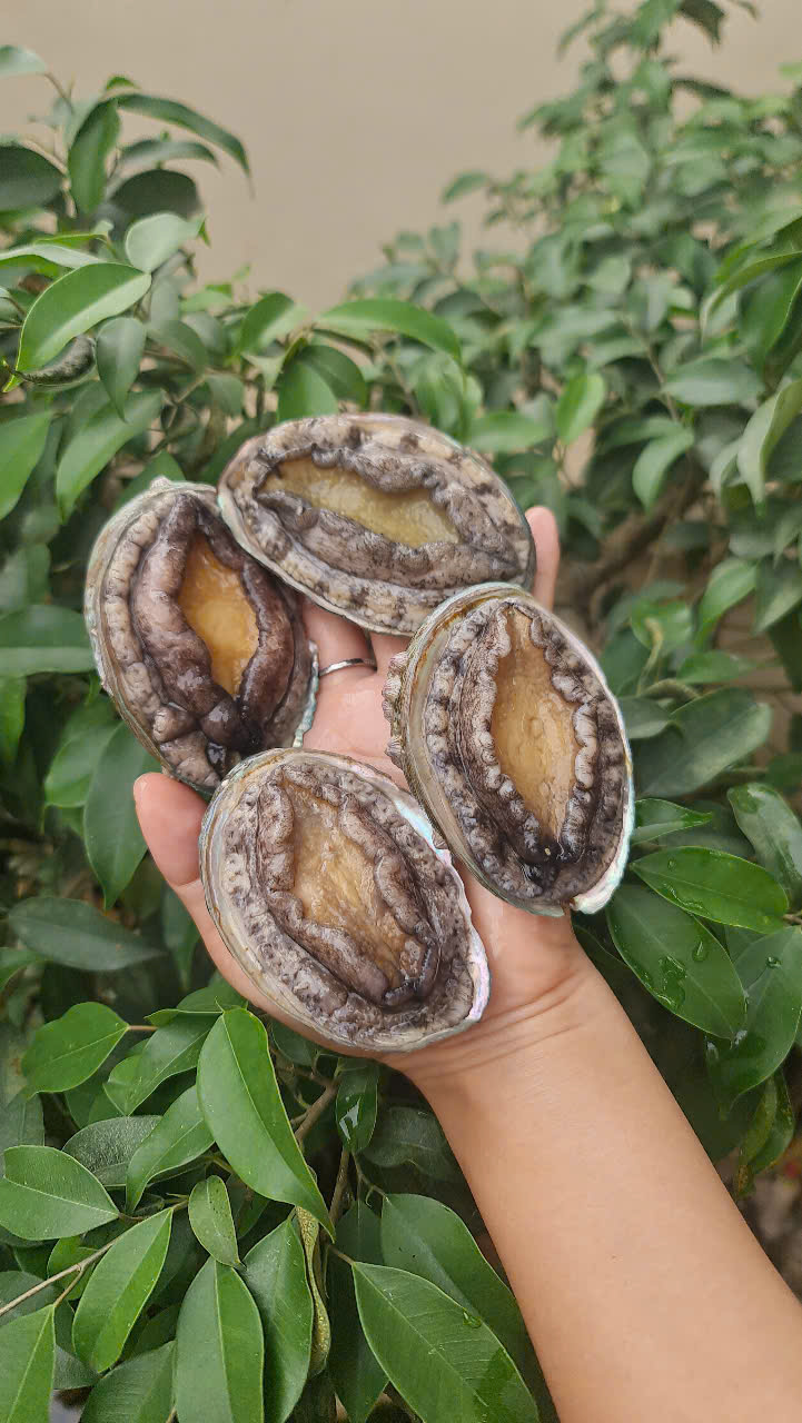 ĂN BÀO NGƯ LÚC NÀO TỐT NHẤT? BẬT MÍ GIỜ VÀNG GIÚP HẤP THU DƯỠNG CHẤT TỐI ƯU