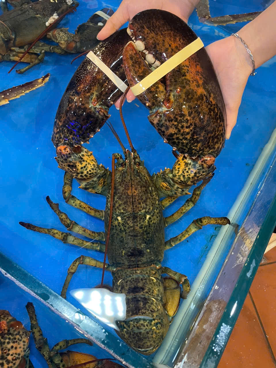 TÔM HÙM ALASKA LÀ GÌ? GIÁ BAO NHIÊU 1KG? CÓ ĐẮT KHÔNG SO VỚI TÔM VIỆT?