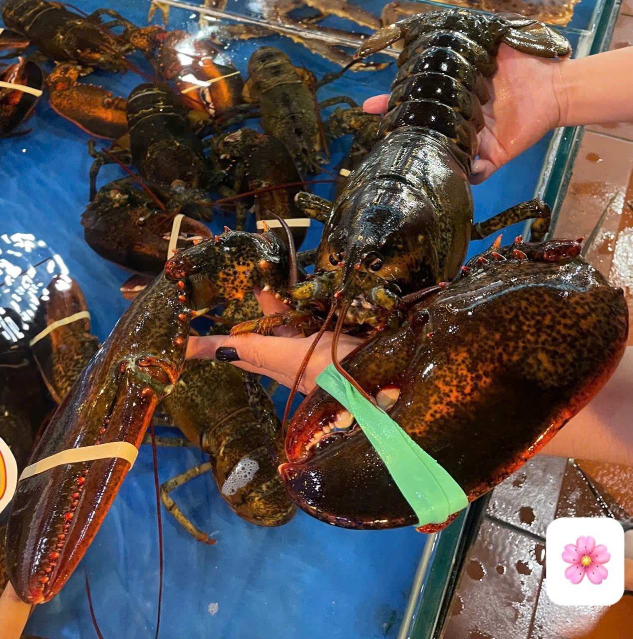 COMBO HẢI SẢN CAO CẤP 1.500K – QUÀ TẶNG TINH TẾ DỊP 1/6 DÀNH CHO GIA ĐÌNH YÊU THƯƠNG