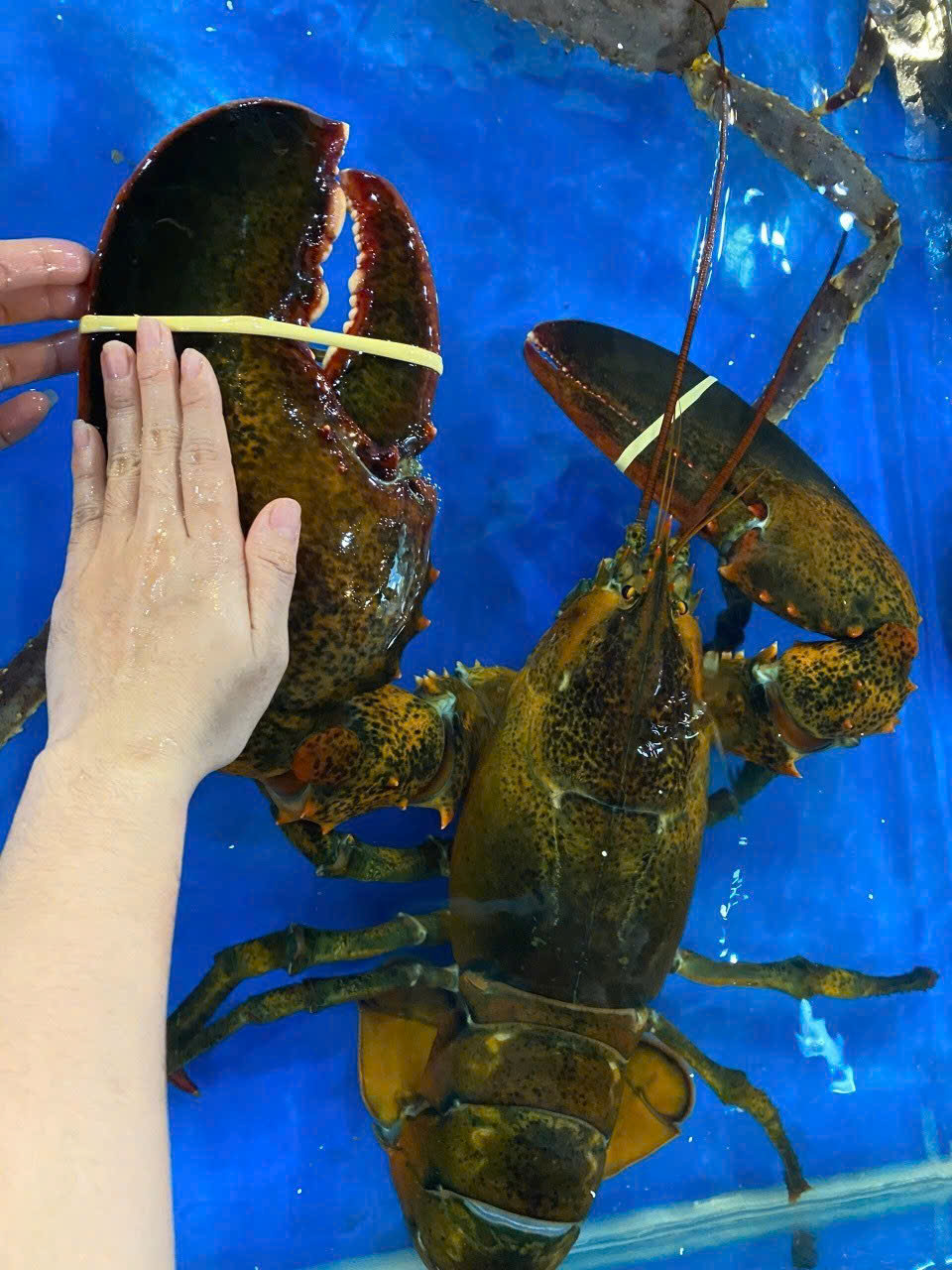 TÔM HÙM ALASKA CHÀO HÈ - ĐẶT NGAY TƯƠI NGON, GIÁ SỐC TẠI EKAGO.VN