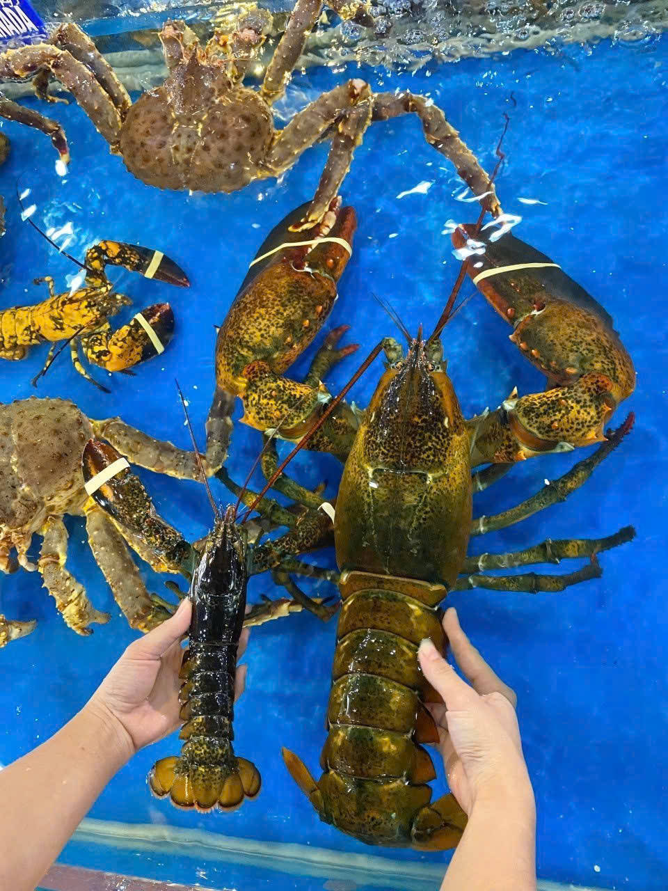 TÔM HÙM ALASKA – QUÀ BIẾU VU LAN ĐẲNG CẤP, GIÁ CHỈ 950K/KG