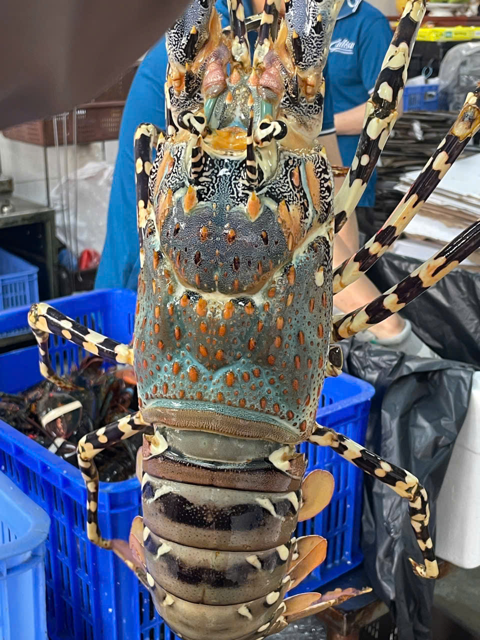 TÔM HÙM BÔNG 450K/CON – MÓN QUÀ SANG TRỌNG DÀNH TẶNG NGƯỜI THÂN DỊP TẾT THIẾU NHI