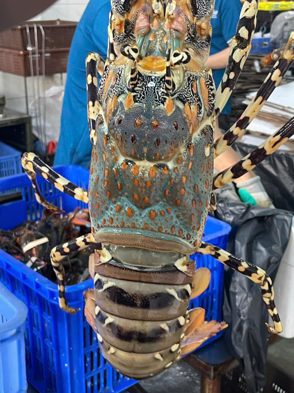 BÍ QUYẾT KHIẾN BA MẸ BẤT NGỜ DỊP 1/6: COMBO HẢI SẢN 1.600K