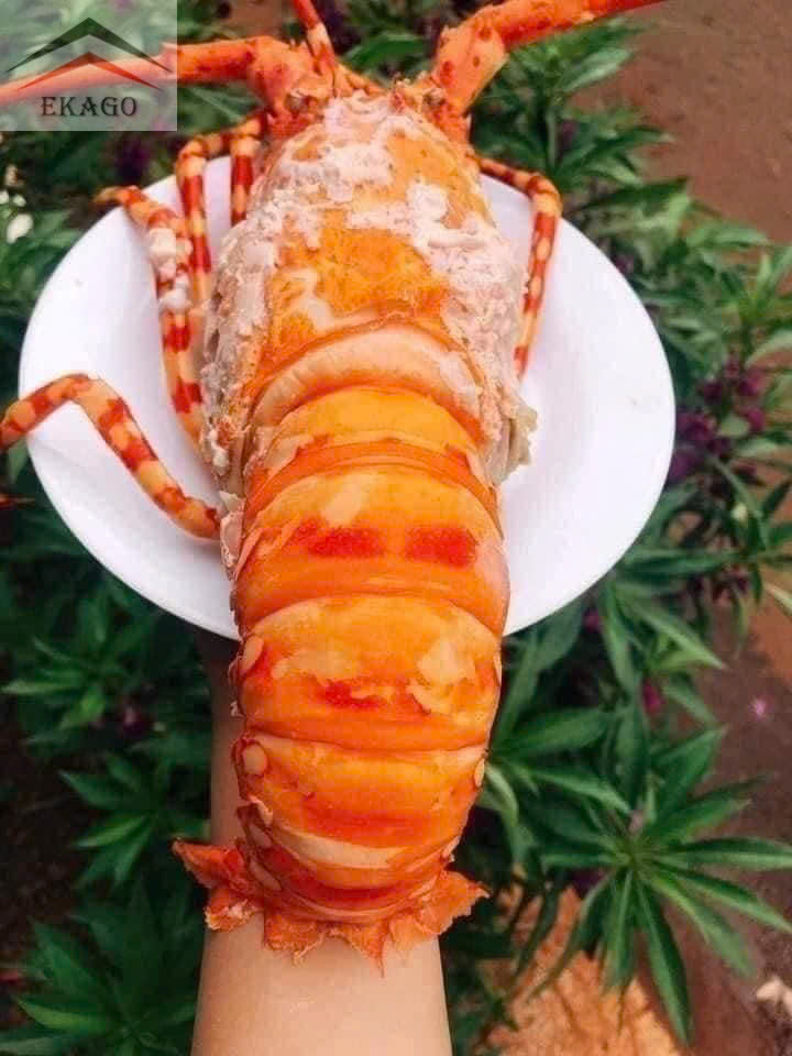 TÔM HÙM, CUA CÀ MAU, MỰC TRỨNG – ĐẶT NGAY COMBO 1/6 SIÊU ƯU ĐÃI TỪ EKAGO