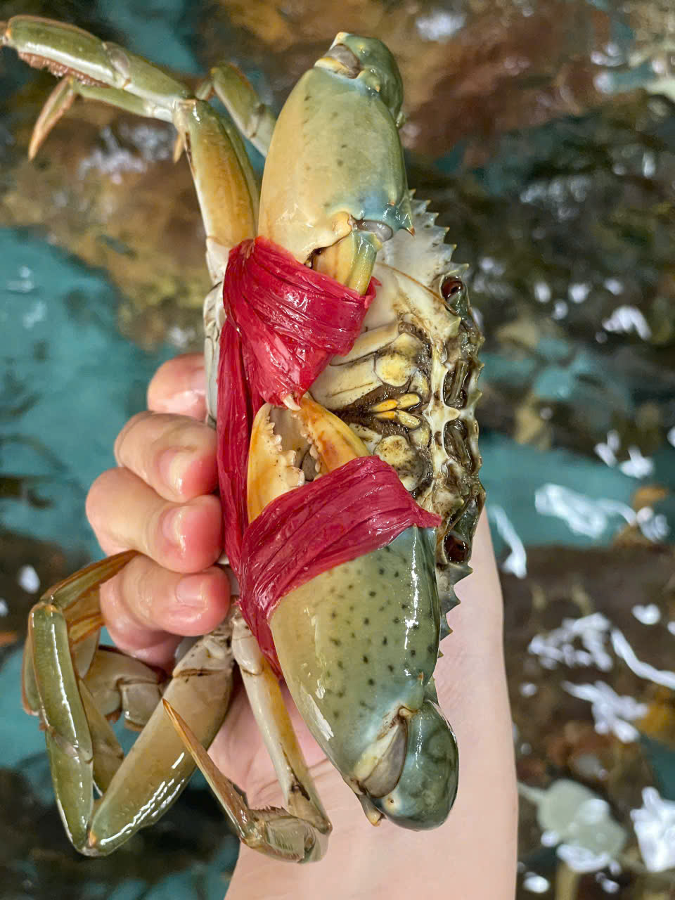 TẠI SAO CHỌN HẢI SẢN TƯƠI SỐNG THAY LỜI TRI ÂN DỊP VU LAN BÁO HIẾU?