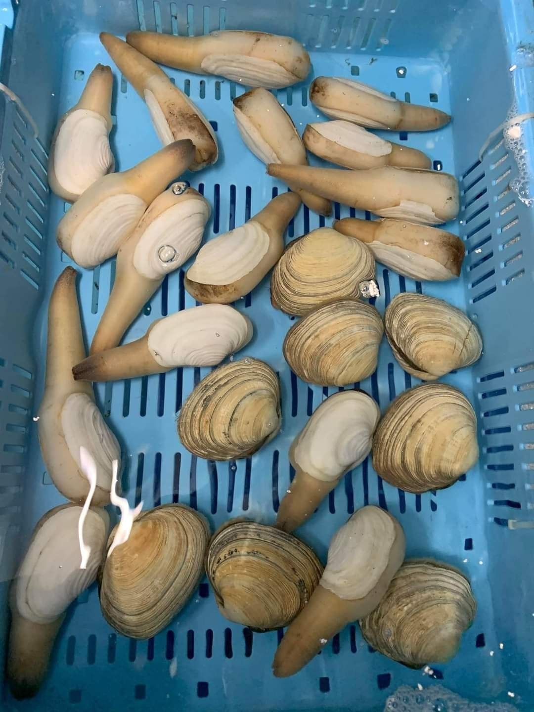 OCEAN GEODUCK