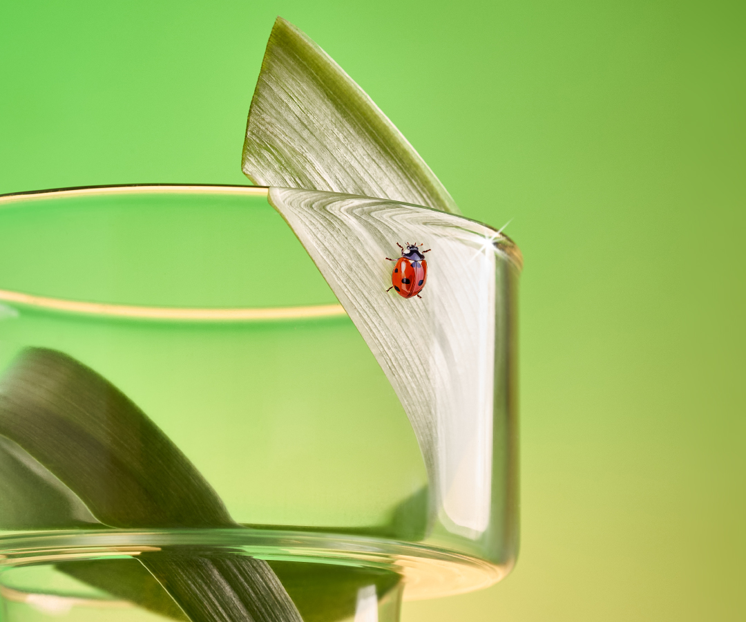 HOLIDAY COLLECTION 2025