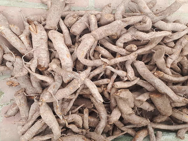 Củ gai: Thảo dược từ thiên nhiên và lợi ích đối với sức khỏe thai phụ