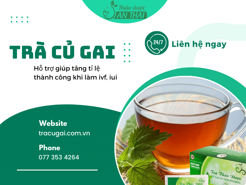 Thụ tinh trong ống nghiệm (IVF) với trà củ gai