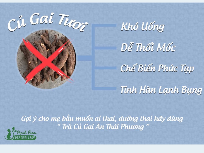 củ gai tươi khó uống, dễ thối mốc