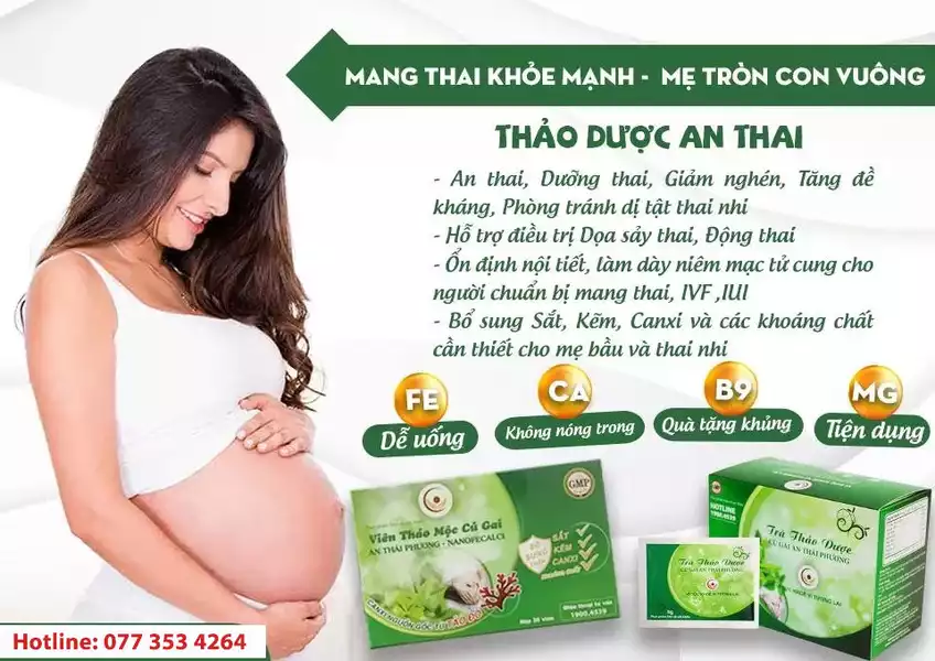 trà củ gai là gì?